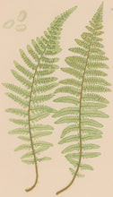 Load image into Gallery viewer, Bradbury, Henry  Octavo Plate 35