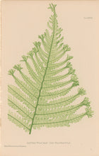 Load image into Gallery viewer, Bradbury, Henry  Octavo Plate 37