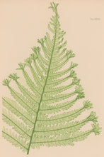 Load image into Gallery viewer, Bradbury, Henry  Octavo Plate 37