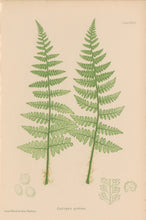 Load image into Gallery viewer, Bradbury, Henry  Octavo Plate 39