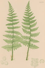 Load image into Gallery viewer, Bradbury, Henry  Octavo Plate 39