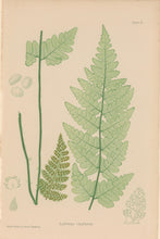 Load image into Gallery viewer, Bradbury, Henry  Octavo Plate 40