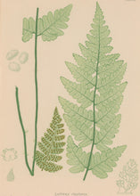 Load image into Gallery viewer, Bradbury, Henry  Octavo Plate 40