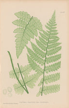 Load image into Gallery viewer, Bradbury, Henry  Octavo Plate 41