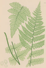 Load image into Gallery viewer, Bradbury, Henry  Octavo Plate 41