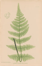 Load image into Gallery viewer, Bradbury, Henry  Octavo Plate 47