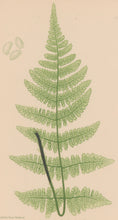 Load image into Gallery viewer, Bradbury, Henry  Octavo Plate 47