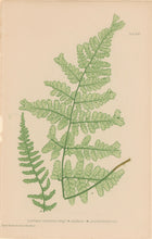 Load image into Gallery viewer, Bradbury, Henry  Octavo Plate 49