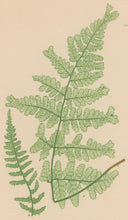 Load image into Gallery viewer, Bradbury, Henry  Octavo Plate 49
