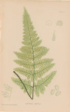 Load image into Gallery viewer, Bradbury, Henry  Octavo Plate 51