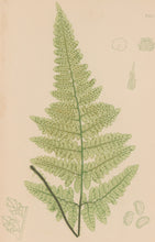 Load image into Gallery viewer, Bradbury, Henry  Octavo Plate 51