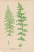 Load image into Gallery viewer, Bradbury, Henry  Octavo Plate 53 bis