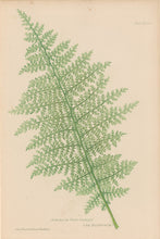 Load image into Gallery viewer, Bradbury, Henry  Octavo Plate 60 bis