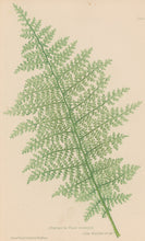 Load image into Gallery viewer, Bradbury, Henry  Octavo Plate 60 bis