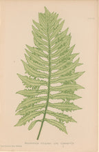 Load image into Gallery viewer, Bradbury, Henry  Octavo Plate 6