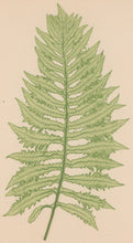 Load image into Gallery viewer, Bradbury, Henry  Octavo Plate 6
