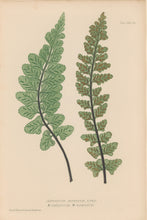 Load image into Gallery viewer, Bradbury, Henry  Octavo Plate 73 bis