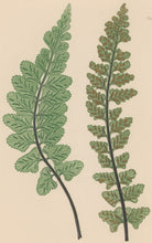 Load image into Gallery viewer, Bradbury, Henry  Octavo Plate 73 bis