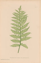 Load image into Gallery viewer, Bradbury, Henry  Octavo Plate 7