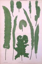 Load image into Gallery viewer, Bradbury, Henry “Scolopendrium vulgare.” Plate 42.
