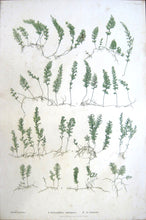 Load image into Gallery viewer, Bradbury, Henry “Hymenphyllum tunbridgense…” Plate 49.
