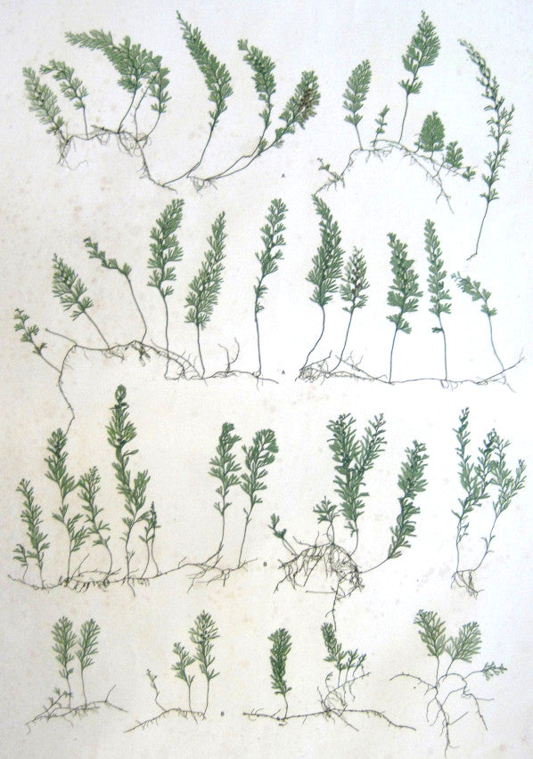 Bradbury, Henry  “Hymenphyllum tunbridgense…” Plate 49.