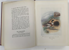 Load image into Gallery viewer, Thomson, Arthur Landsborough. "Britain's Birds and Their Nests"