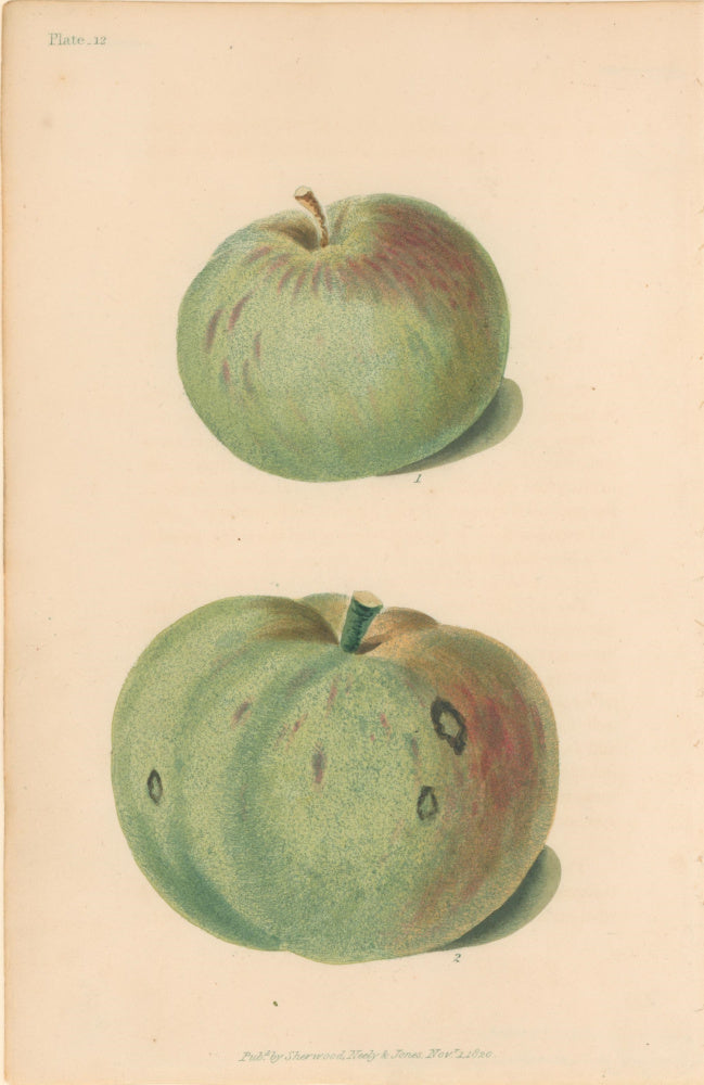 Brookshaw, George  Plate 12.  [Apples].  From 