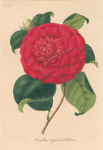 Load image into Gallery viewer, Verschaffelt, Ambroise Plate 135.  “Camellia Général Colletta”