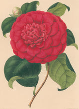 Load image into Gallery viewer, Verschaffelt, Ambroise Plate 135.  “Camellia Général Colletta”