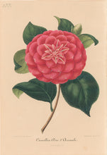 Load image into Gallery viewer, Verschaffelt, Ambroise Plate 137.  “Camellia Duc d’Aumale”