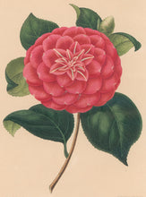 Load image into Gallery viewer, Verschaffelt, Ambroise Plate 137.  “Camellia Duc d’Aumale”