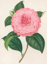 Load image into Gallery viewer, Verschaffelt, Ambroise Plate 291.  “Camellia Theresa Massini”