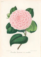 Load image into Gallery viewer, Verschaffelt, Ambroise Plate 298.  “Camellia Teutonia var. amabilis”