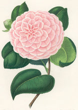 Load image into Gallery viewer, Verschaffelt, Ambroise Plate 298.  “Camellia Teutonia var. amabilis”