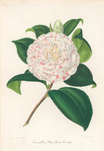 Load image into Gallery viewer, Verschaffelt, Ambroise Plate 309.  “Camellia Marchesa Curega”