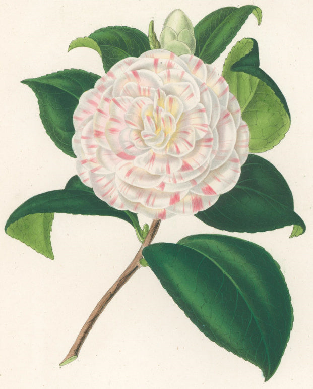 Verschaffelt, Ambroise Plate 309.  “Camellia Marchesa Curega”