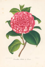 Load image into Gallery viewer, Verschaffelt, Ambroise Plate 317.  “Camellia Bella di Pisa”