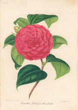 Load image into Gallery viewer, Verschaffelt, Ambroise Plate 338.  “Camellia Federico Fianchetti.”