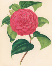 Load image into Gallery viewer, Verschaffelt, Ambroise Plate 338.  “Camellia Federico Fianchetti.”