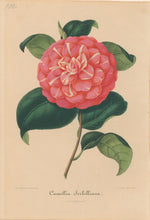 Load image into Gallery viewer, Verschaffelt, Ambroise Plate 100.  “Camellia Serbilliana”
