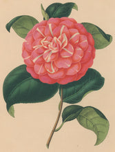 Load image into Gallery viewer, Verschaffelt, Ambroise Plate 100.  “Camellia Serbilliana”