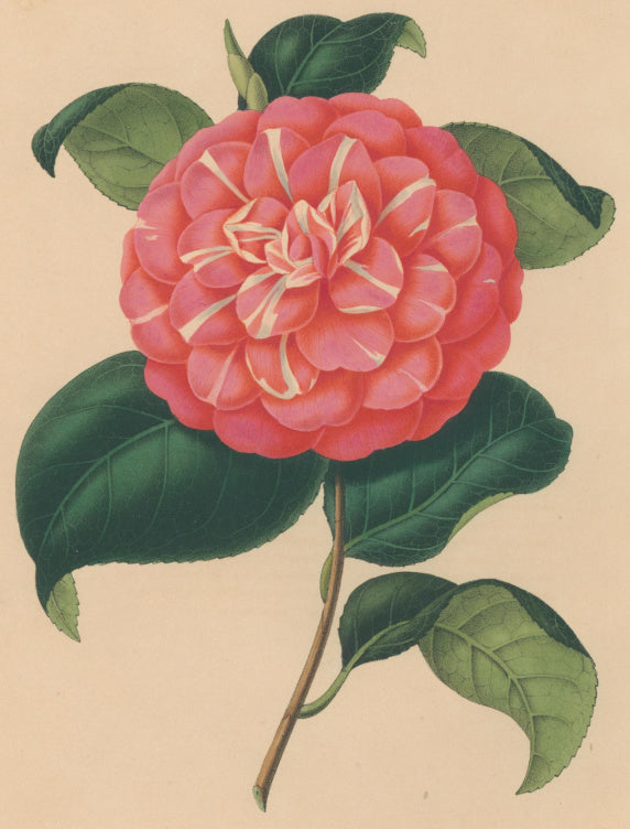Verschaffelt, Ambroise Plate 100.  “Camellia Serbilliana”