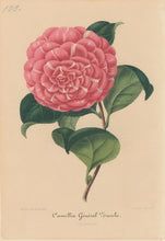 Load image into Gallery viewer, Verschaffelt, Ambroise Plate 105. “Camellia Général Zucchi”
