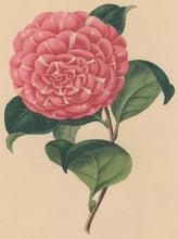 Load image into Gallery viewer, Verschaffelt, Ambroise Plate 105. “Camellia Général Zucchi”