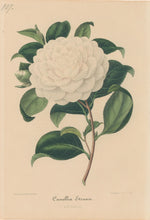 Load image into Gallery viewer, Verschaffelt, Ambroise Plate 107.  “Camellia Etrusca”