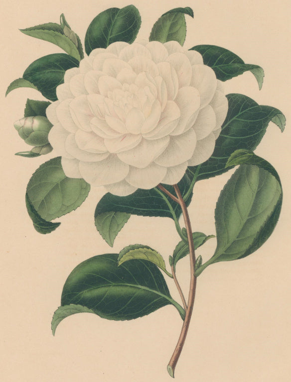 Verschaffelt, Ambroise Plate 107.  “Camellia Etrusca”