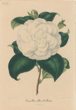 Load image into Gallery viewer, Verschaffelt, Ambroise Plate 112.  “Camellia alba Stellata”