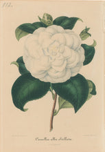 Load image into Gallery viewer, Verschaffelt, Ambroise Plate 112.  “Camellia alba Stellata”
