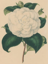 Load image into Gallery viewer, Verschaffelt, Ambroise Plate 112.  “Camellia alba Stellata”